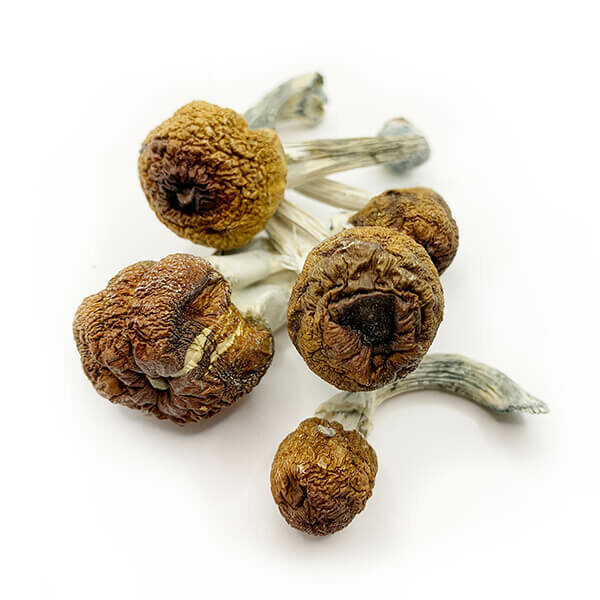 B+ Dried Magic Mushrooms on white background