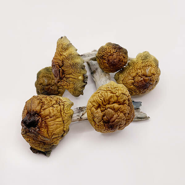 Golden Teacher Magic Mushrooms on white background