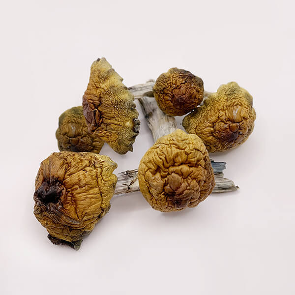 Golden Teacher Magic Mushrooms on white background