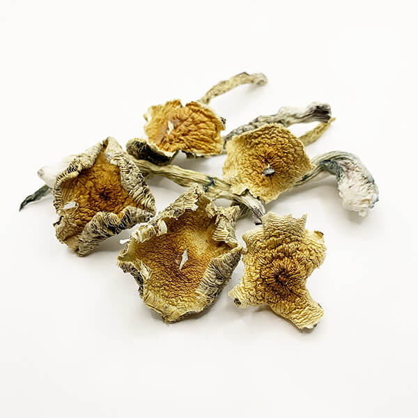 Amazonian Dried Magic Mushrooms on white background