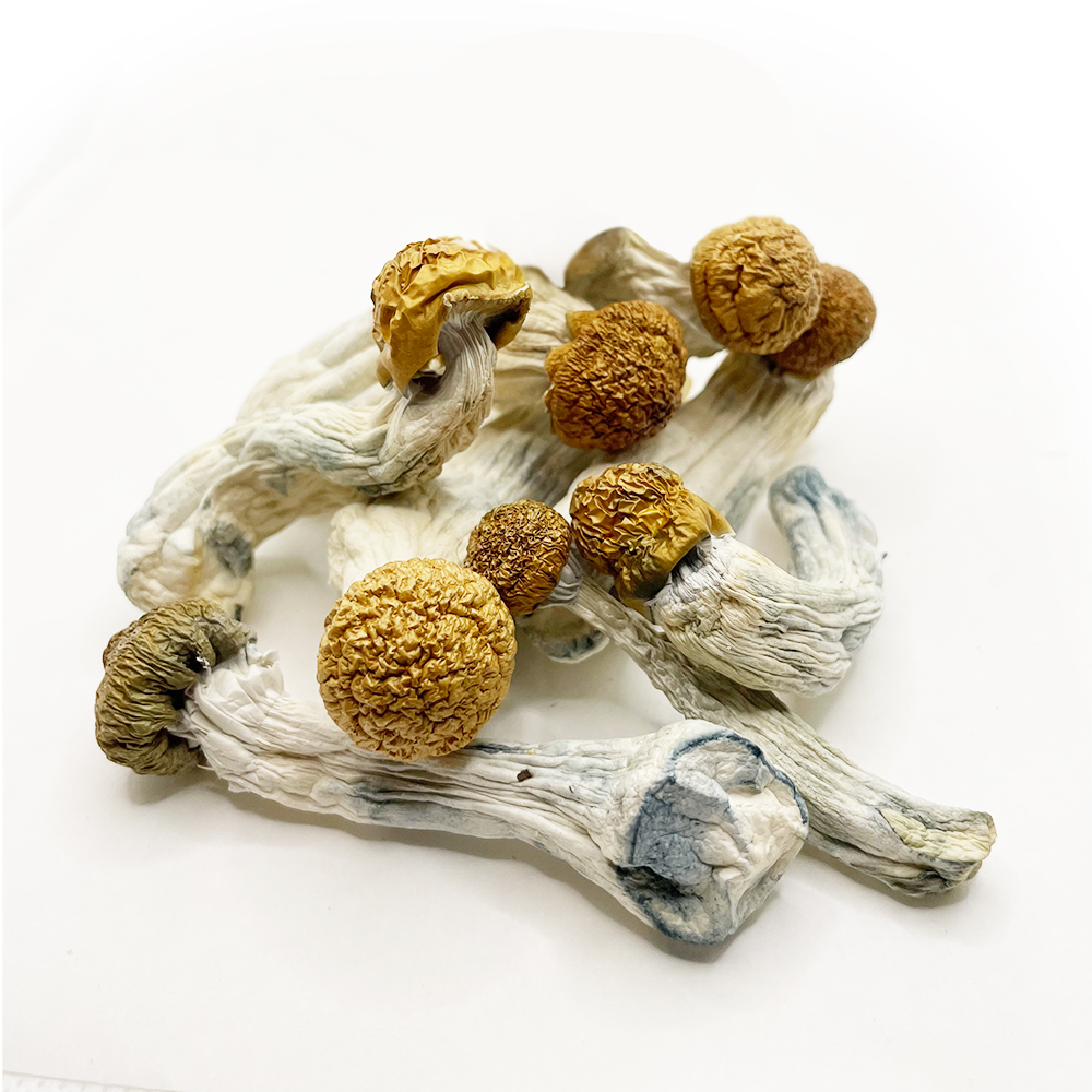 DC Mac Magic Mushrooms on white background