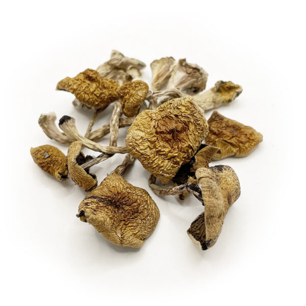 Daddy Long Legs Magic Mushrooms on a white background