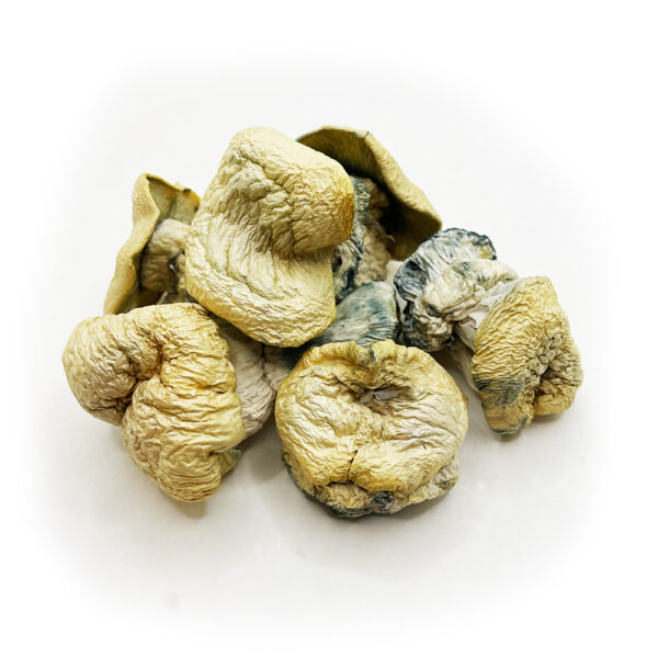 Harlequin magic mushrooms on a white background