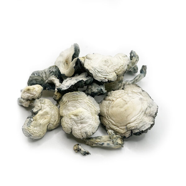 Jack Frost Magic Mushrooms on white background