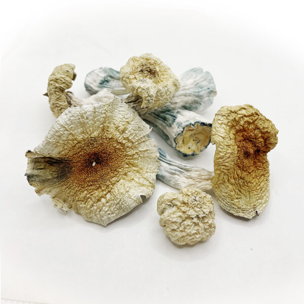 Rhino Horn Magic Mushrooms on white background