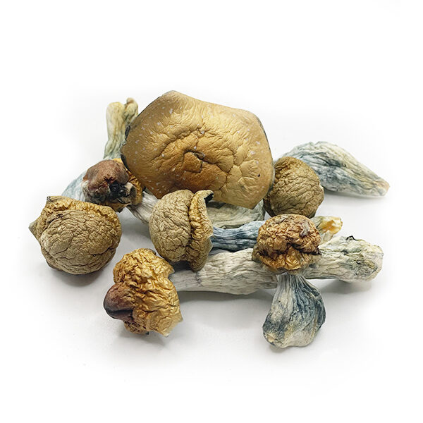 Dried magic mushrooms on white background