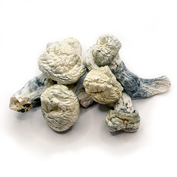 Dried Magic Mushrooms on white background