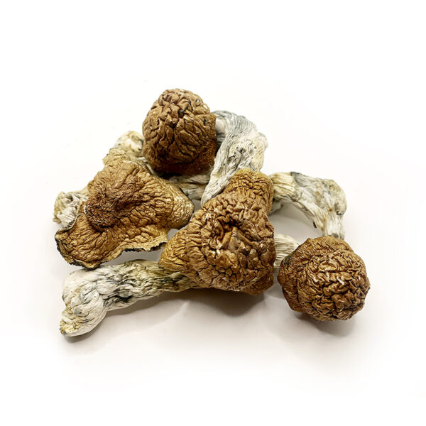 dried magic mushrooms on white background